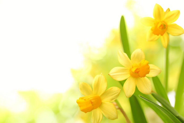 Yellow Daffodils with Green Stems and Leaves