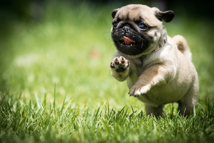 A pug puppy runs on green grass