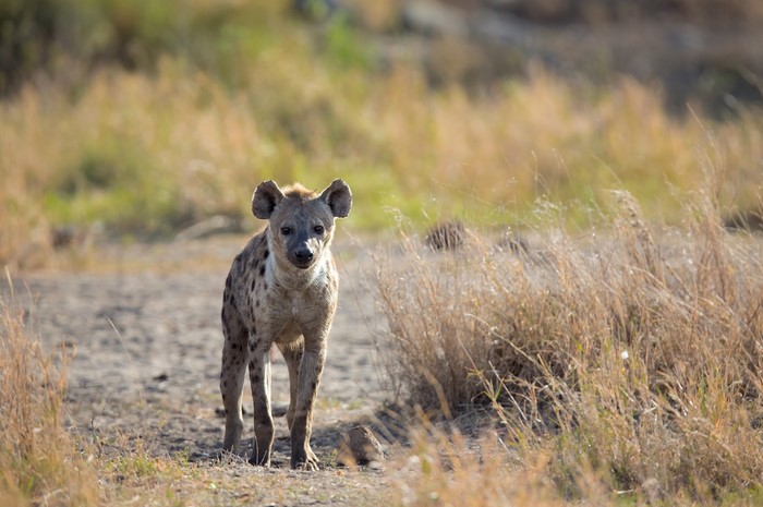 Spotted Hyena standing in dry grass field