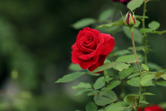 Red rose and rose bud on a stem