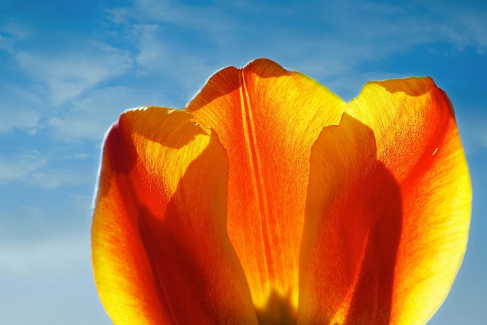 Close-up of an orange and yellow tulip against a blue sky