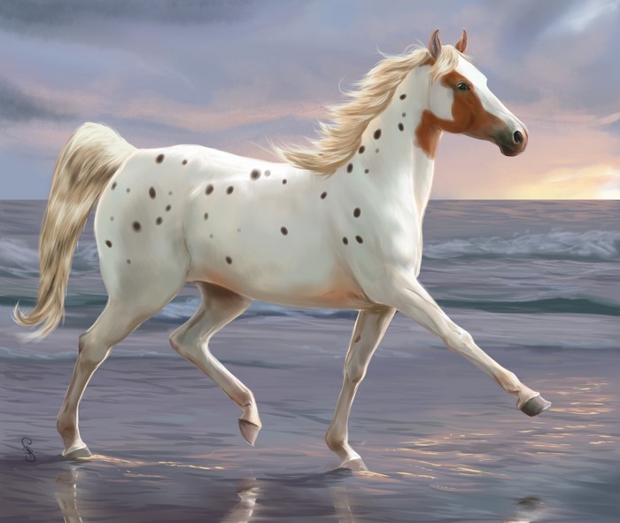 Appaloosa horse walking on a beach at sunset