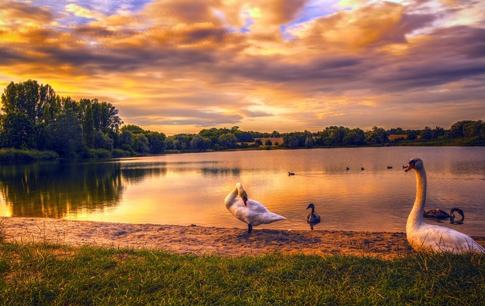 Two swans and ducks on a lake at sunset in Germany