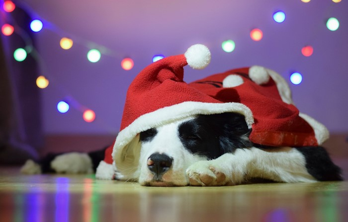 Border Collie dog wearing a Santa hat