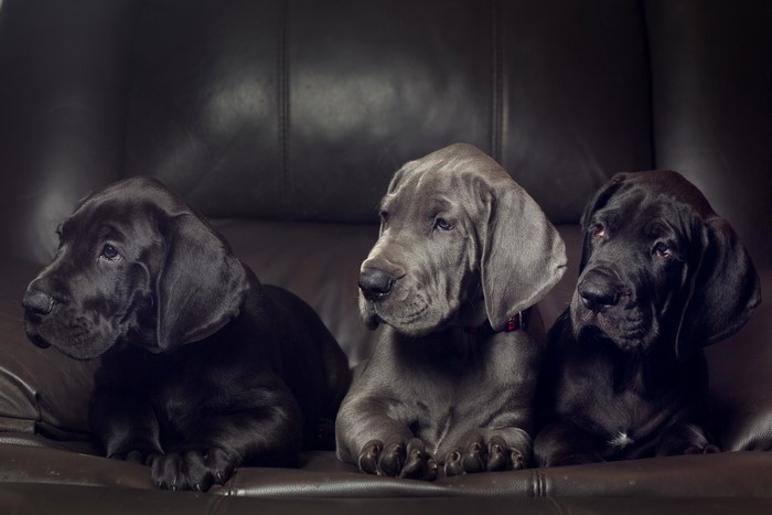Three Great Dane puppies on a leather couch