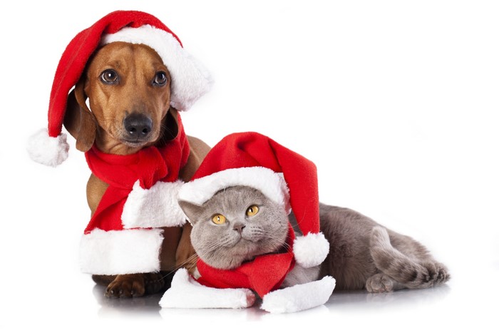 Dachshund and Cat Wearing Santa Hats and Scarves