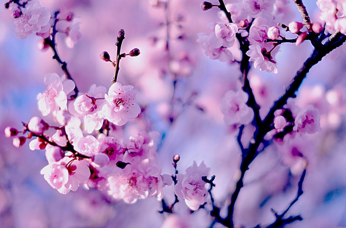 Close-up of pink cherry blossoms on branches