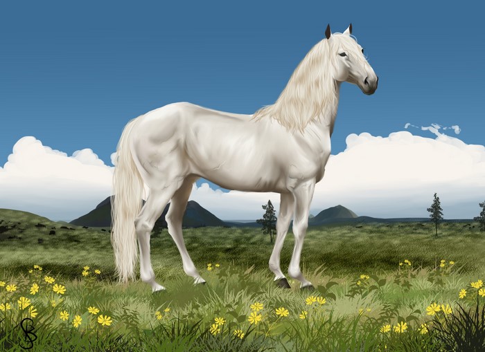 White horse standing in a field of yellow flowers