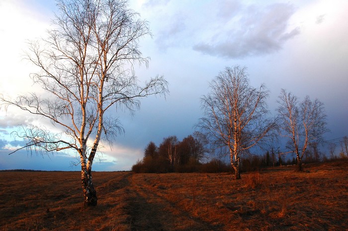 Bare birch trees in a field at sunset