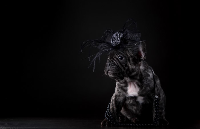 French Bulldog puppy wearing a black hat and pearls