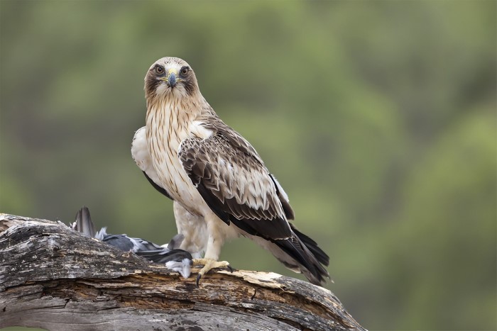 Booted Eagle with Prey on a Branch