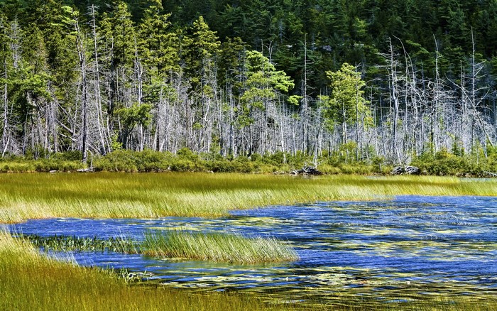 A lake with tall trees and reeds