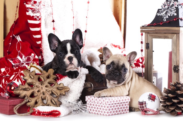 Two French Bulldog puppies with Christmas gifts