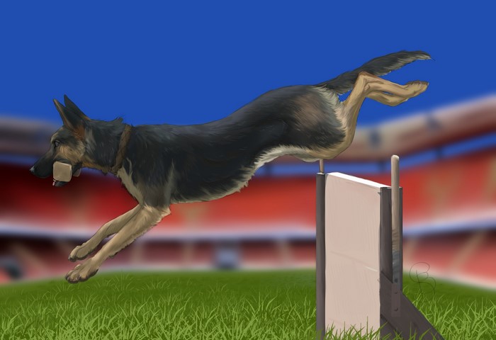 German Shepherd jumping over obstacle in stadium