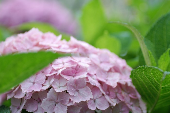 Pink Hydrangea flowers with green leaves