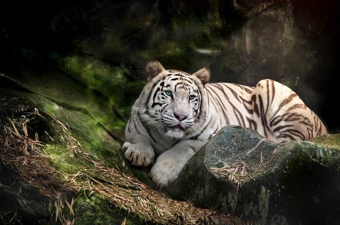 White Tiger resting on rocks