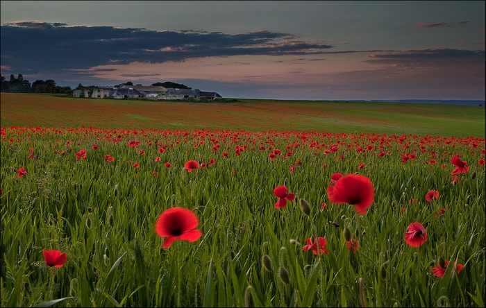 Field of Poppies with Farm Buildings at Dusk