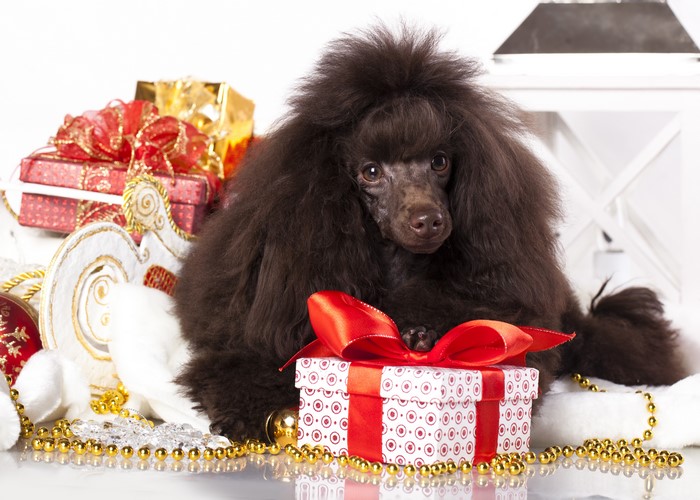 Brown Poodle with Christmas Gifts
