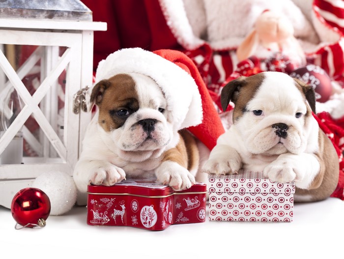 Two Bulldog Puppies in Santa Hats with Christmas Gifts