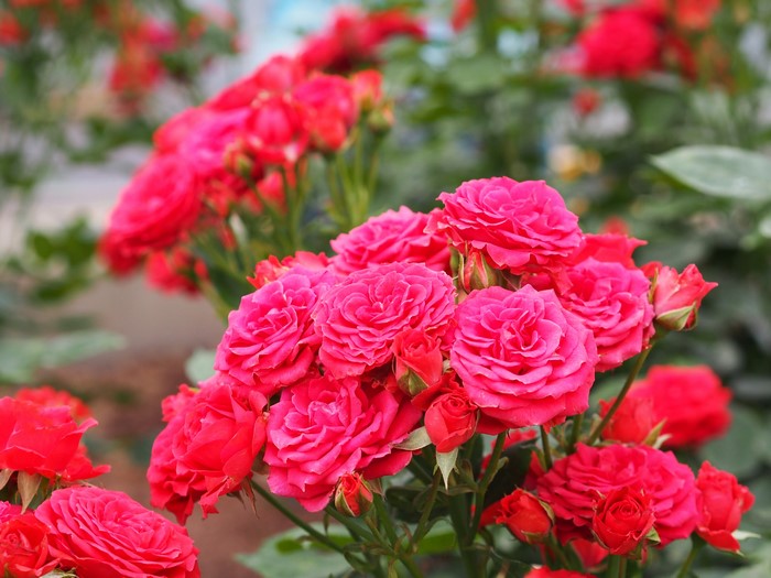 Close-up of vibrant pink and red roses