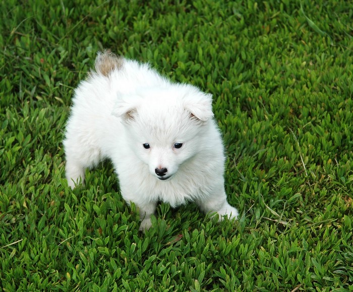 White puppy standing in green grass