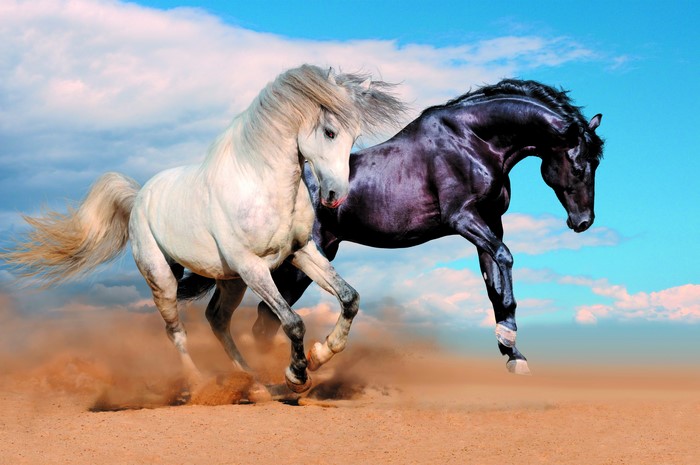Two horses running in sand