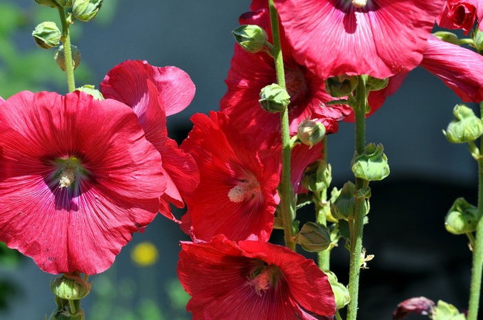 Red Malva flowers with buds