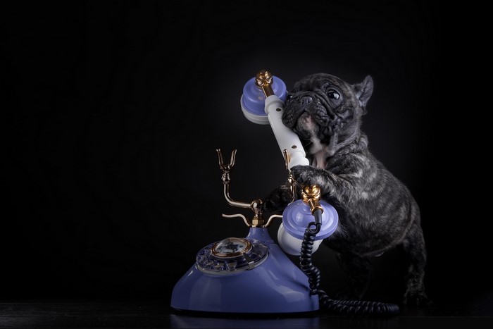 French Bulldog puppy with vintage telephone