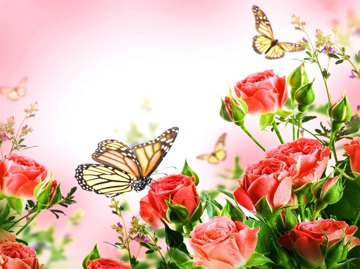Monarch butterflies and red roses