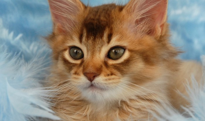 Close-up of a ginger kitten's face