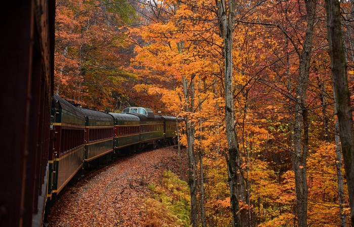Train traveling through an autumn forest