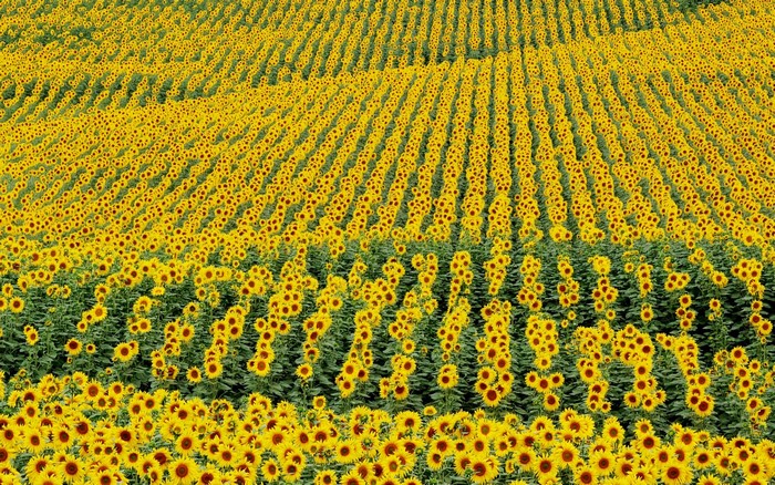 A vast field of sunflowers under a bright sky