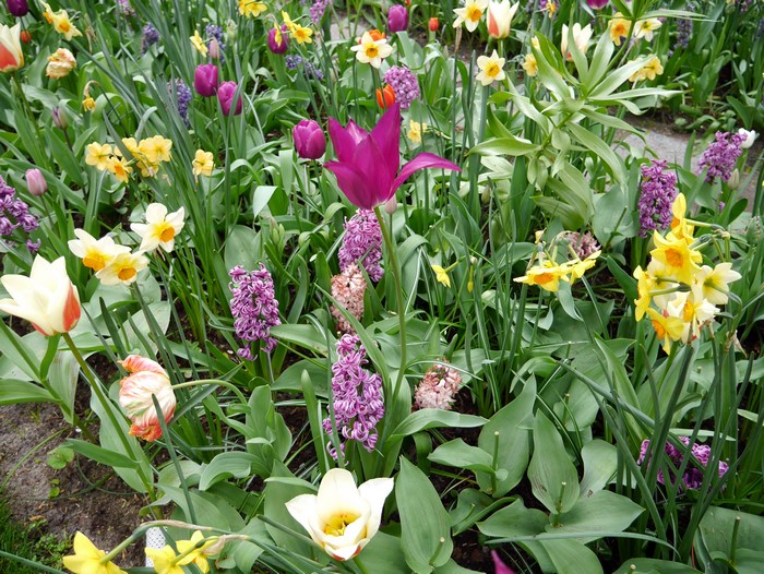 4K Tulips, Daffodils, and Hyacinths in a Garden