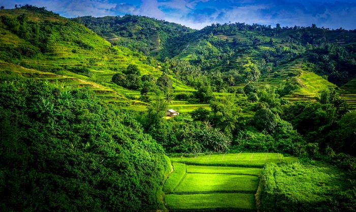 Terraced green hills and rice fields with a small house