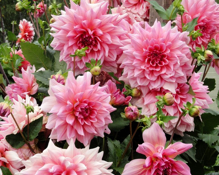 Pink Dahlias in Full Bloom