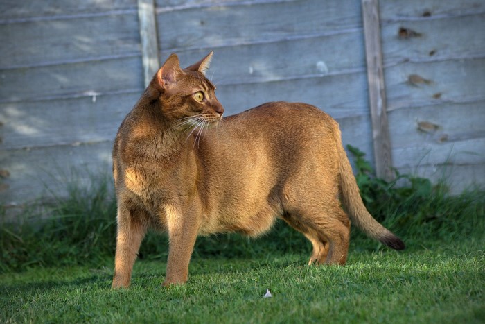 Abyssinian cat standing on grass in front of a wooden fence