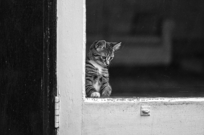 A kitten peeks out from a doorway