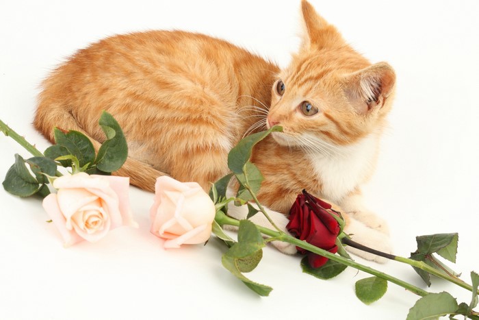 Ginger kitten with roses