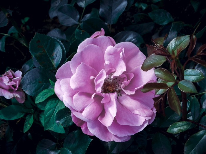 Close-up of a pink rose with dark green leaves