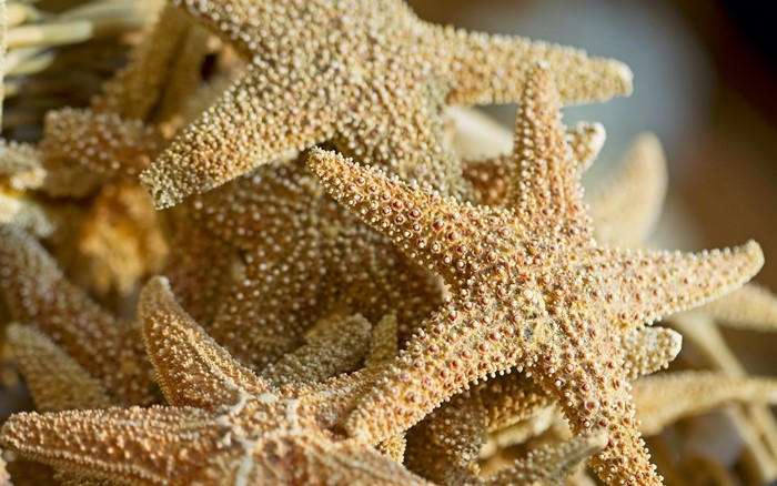 Close-up of dried starfish