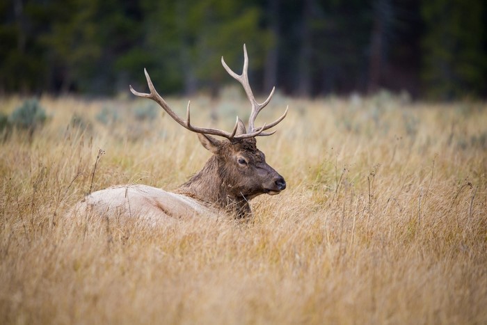 Elk with large antlers lying in dry grass