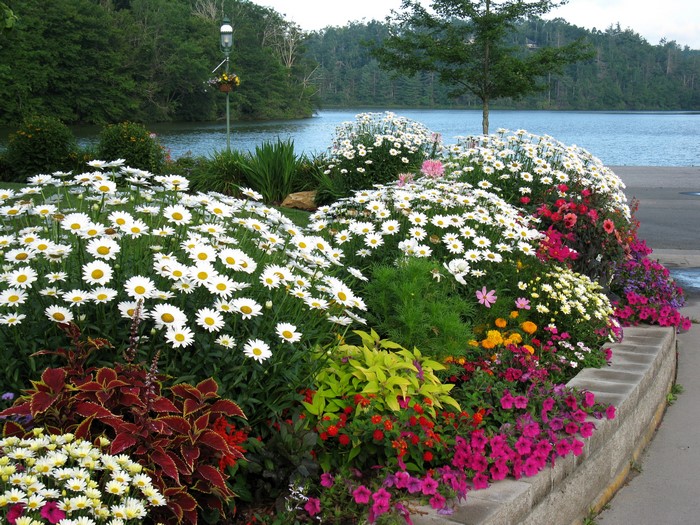 Flower bed with daisies, petunias, and coleus by a lake