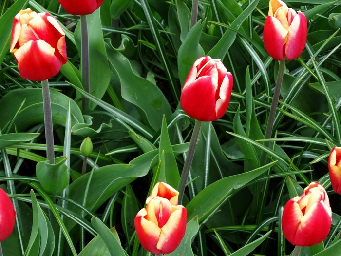 Red and yellow tulips with green foliage