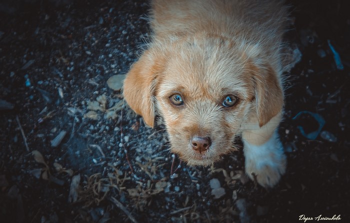 Puppy looking up
