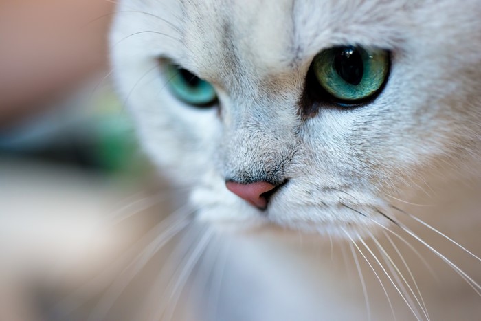 Close-up of a cat's face with green eyes