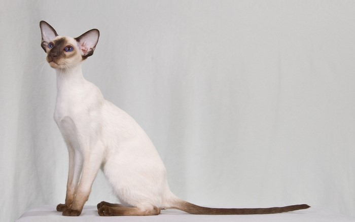 Siamese cat sitting against a white background