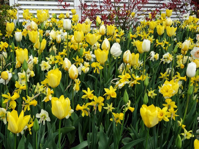 Yellow Tulips and Daffodils in Bloom