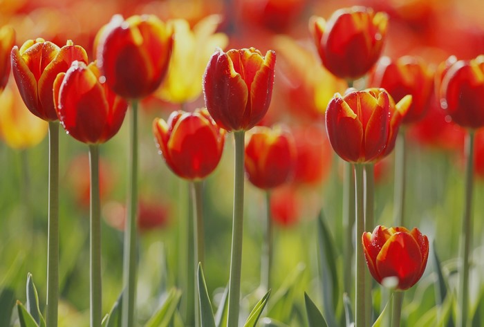 Red and yellow tulips with water droplets