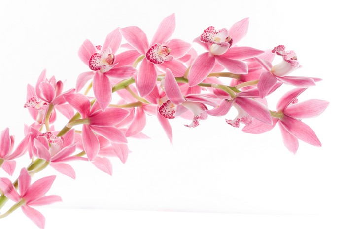 Pink Orchids on White Background