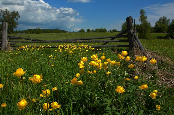 Field of yellow flowers and a wooden fence under a blue sky